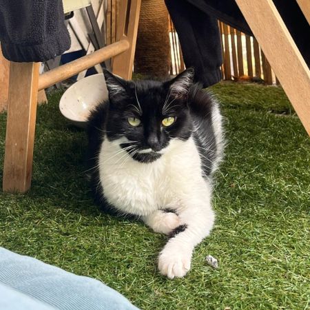 Missing British Short Hair Cats in Surbiton