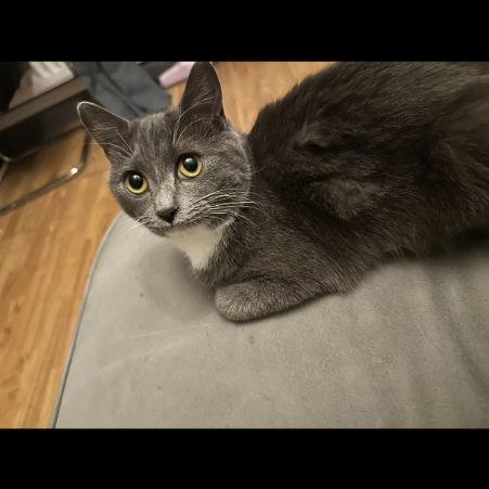 Missing British Short Hair Cats in  WV11 3PR