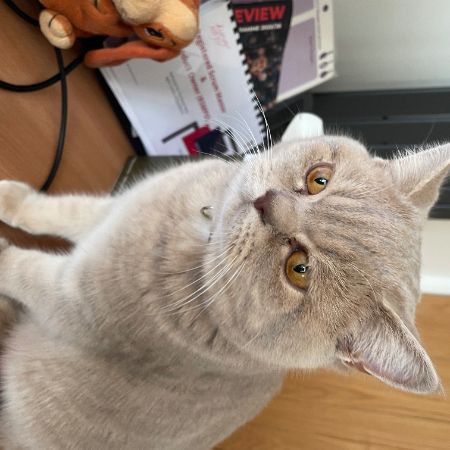 Missing British Short Hair Cats in Derby
