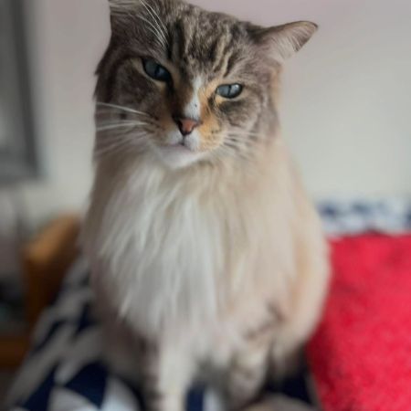 Missing Mixed Breed Cats in Wheatley