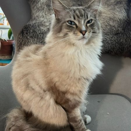 Missing Unknown - Other Cats in Wheatley