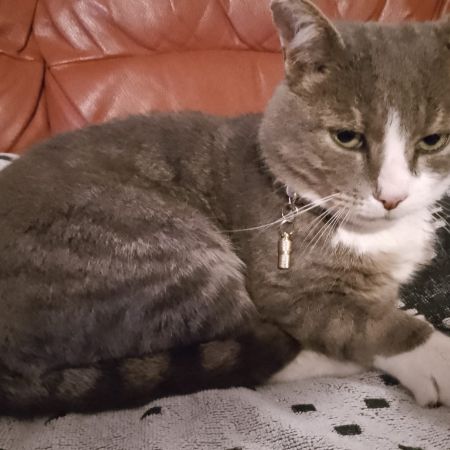 Missing Moggy Cats in Redbourn