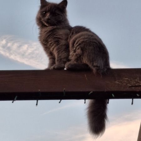 Missing Semi-Long Hair Cats in Rainham Essex