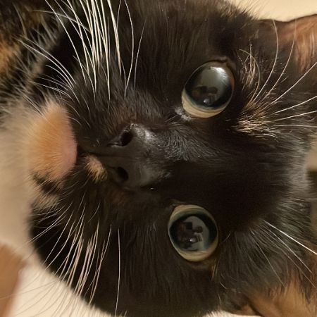 Missing Moggy Cats in Manchester