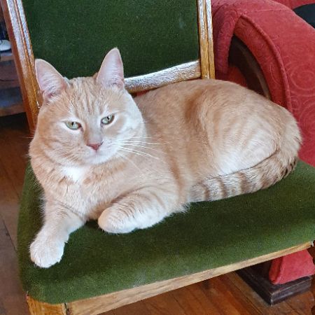 Missing Mixed Breed Cats in London