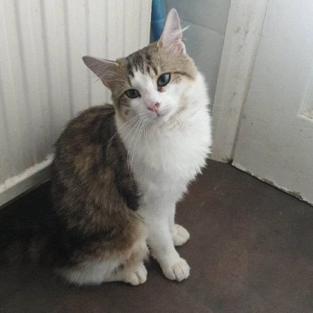 Missing Tabby Cats in Carlton