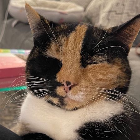 Missing Tortoiseshell Cats in Warlingham