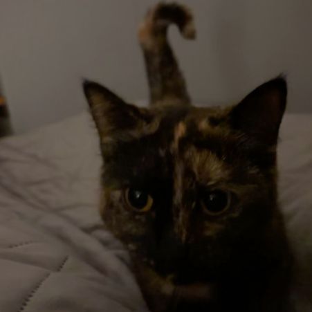 Missing Unknown - Other Cats in Rings End/ Guyhirn