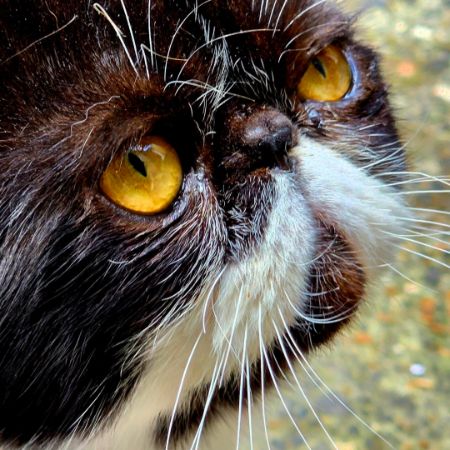 Missing Persian Cats in London