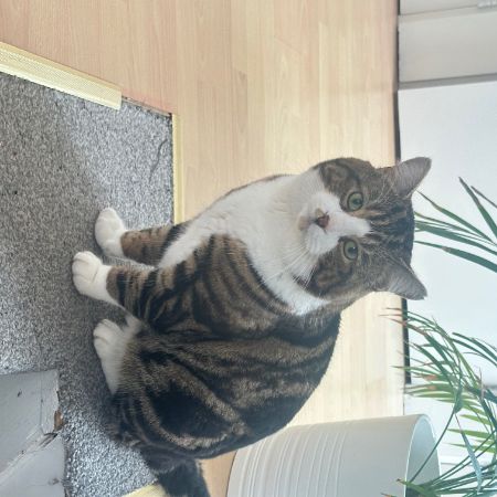 Missing Unknown - Other Cats in North Weald Basset 