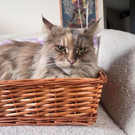 Missing Maine Coon Cats in Reading 