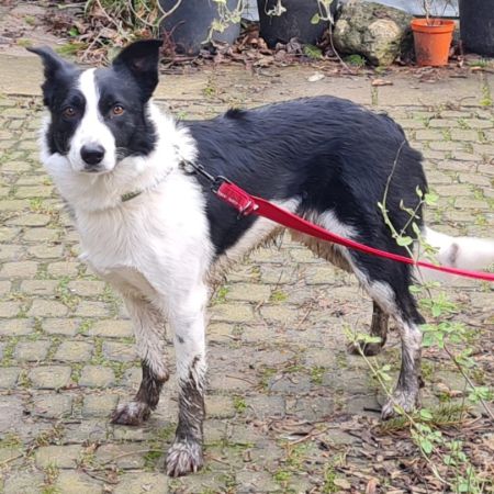 Missing Collie Dogs in Bridport