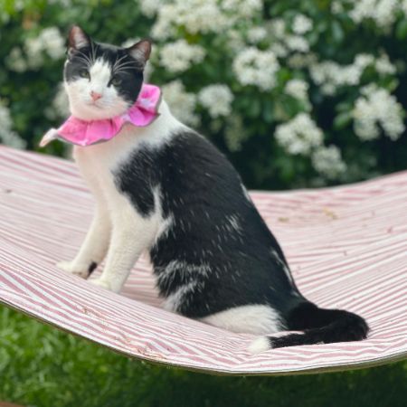 Missing Moggy Cats in Ely