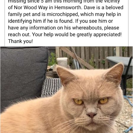 Missing British Short Hair Cats in Hemsworth 