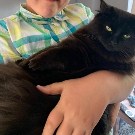 Missing Ragdoll Cats in Great Oldbury 