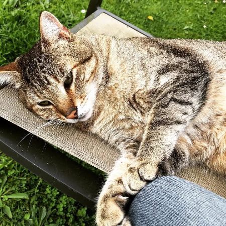 Missing Bengal Cats in Crowcombe