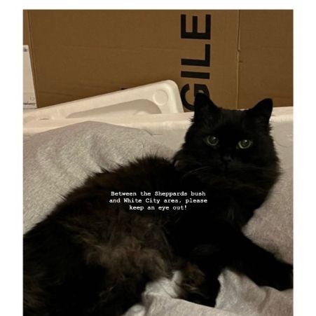 Missing Unknown - Other Cats in White City/ Shepherds Bush