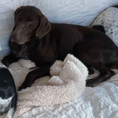 Missing Pointer Dogs in Hanwell Banbury 
