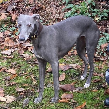 Missing Whippet Dogs in Whitworth 
