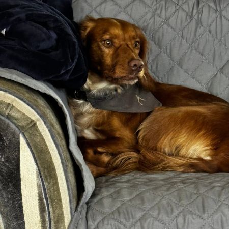 Missing Spaniel Dogs in Cluny