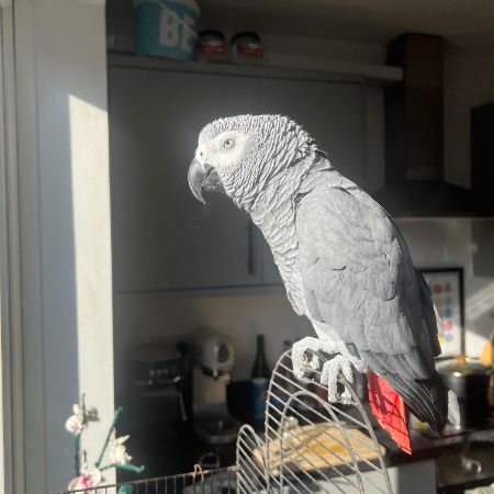 Missing Unknown - Other Exotics in Greenford