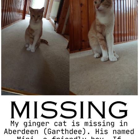 Missing Domestic Short Hair Cats in Aberdeen
