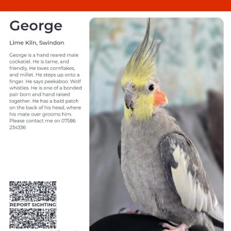 Missing Cockatiel Birds in Royal Wootton Bassett, Swindon