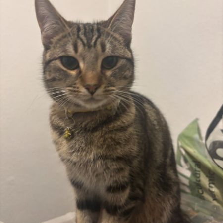 Missing Tabby Cats in Southall 