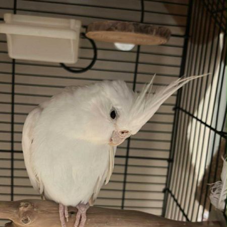 Missing Cockatiel Birds in East Croydon