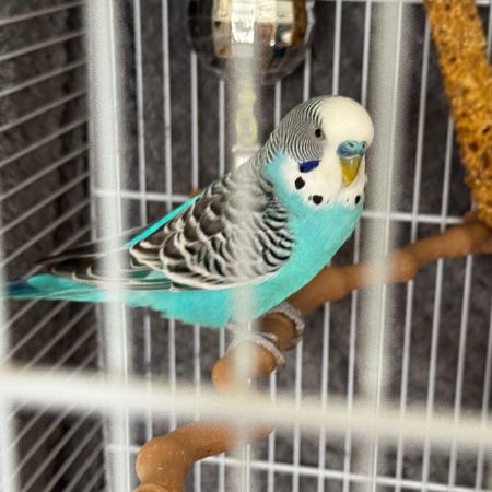 Missing Budgie Birds in StainesuponThames