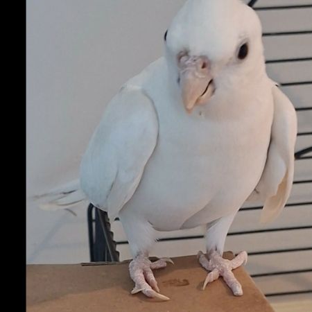 Missing Cockatiel Birds in Roehampton Ln