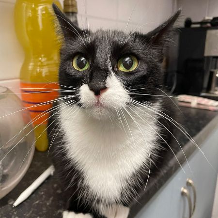 Missing British Short Hair Cats in Newlyn Penzance TR185PB 