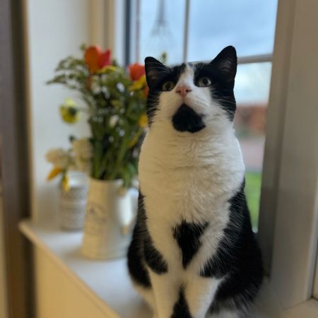 Missing British Short Hair Cats in Nottingham 