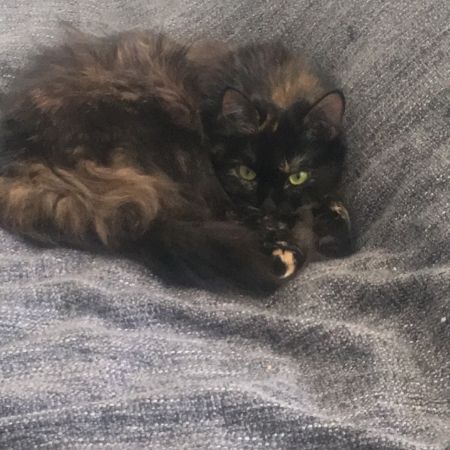 Missing Unknown - Other Cats in Basingstoke