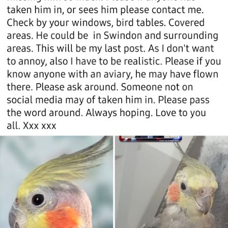 Missing Cockatiel Birds in ROYAL WOOTTON BASSETT