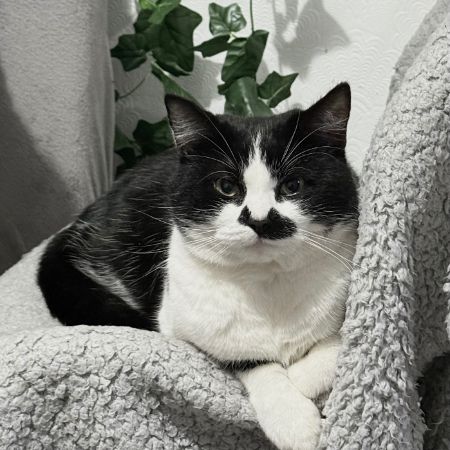 Missing Domestic Short Hair Cats in Birmingham