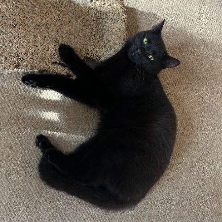 Missing Unknown - Other Cats in Canterbury