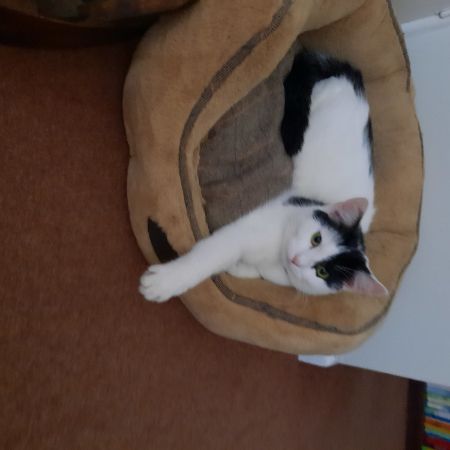 Missing Moggy Cats in Wickford 