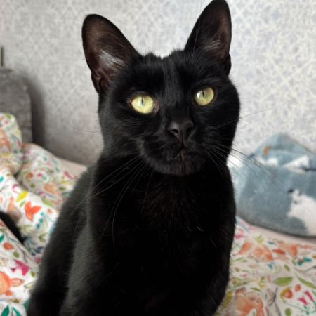 Missing Domestic Short Hair Cats in Rainhill