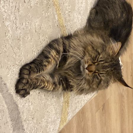 Missing Maine Coon Cats in Hendon