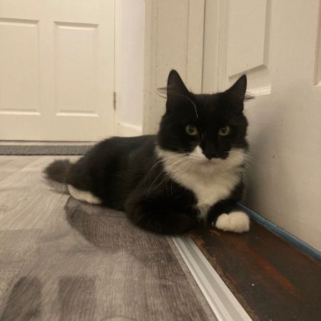 Missing Domestic Short Hair Cats in Erith