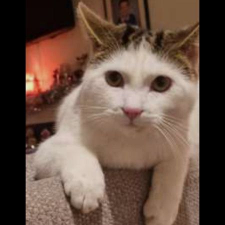 Missing British Short Hair Cats in Aberdeen