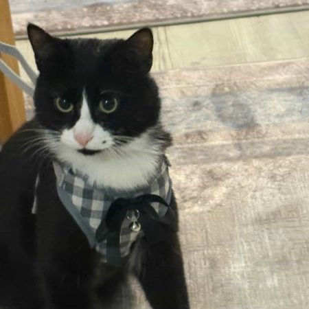 Missing Domestic Short Hair Cats in Salford