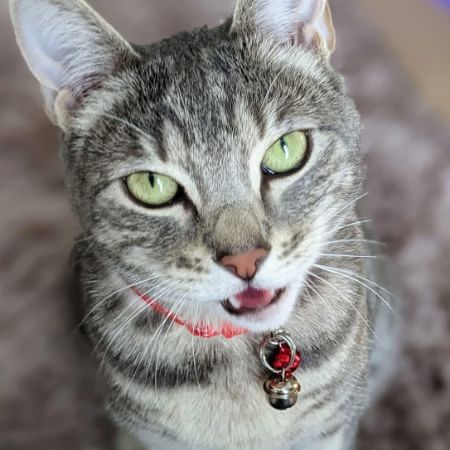 Missing Domestic Short Hair Cats in Crowborough