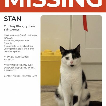 Missing Domestic Short Hair Cats in Lytham St. Annes