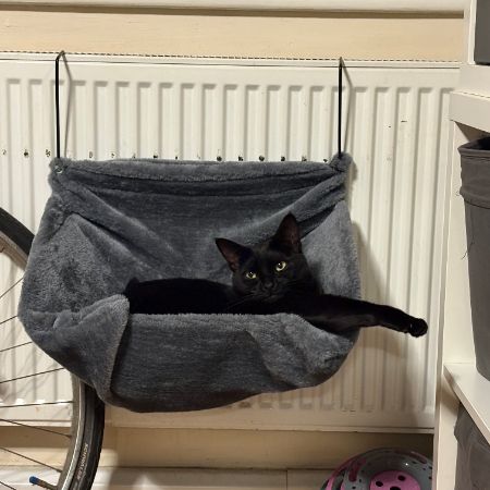 Missing Domestic Short Hair Cats in Perivale