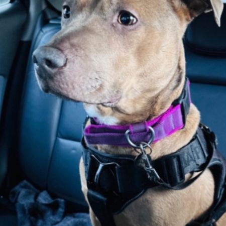 Missing Unknown - Other Dogs in Todmorden Area