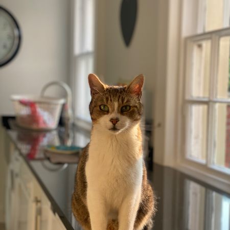 Missing Domestic Short Hair Cats in Carlisle