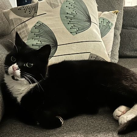 Missing British Short Hair Cats in Chatham