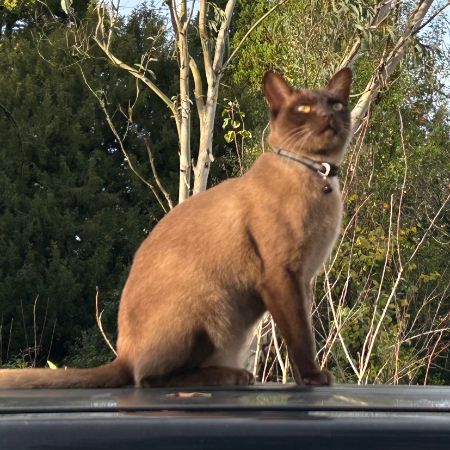 Missing Burmese Cats in Fonthill Gifford 